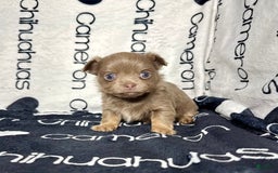Chihuahua dogs for sale: Tobias Lavender Long Coat - Image 20