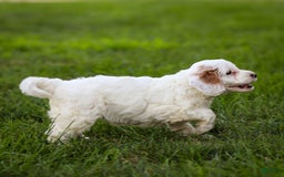 Goldendoodle dogs for sale: Odessa - Image 7