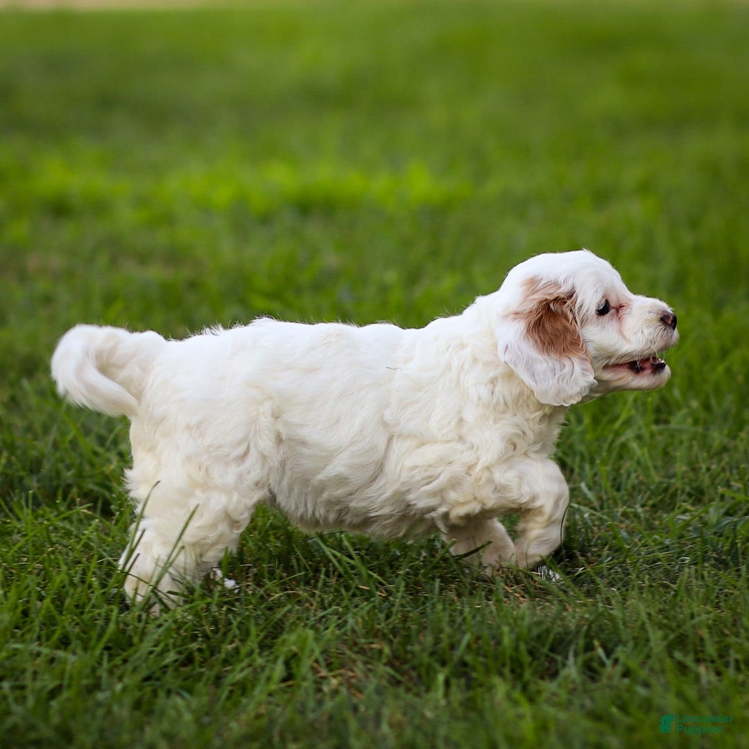 Goldendoodle dogs for sale: Odessa - Image 7