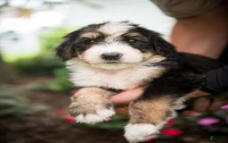 Bernedoodle dogs for sale: Bubbles - Image 17
