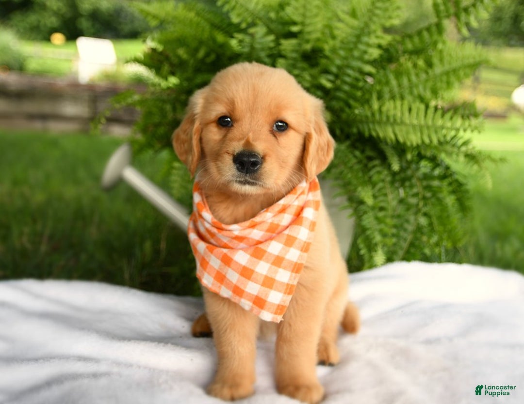 Golden Retriever dogs for sale: Cheerio - Listing for pets: Brisket, Peanut Butter, Clementine, Peaches, Olive, Waffles, Cheddar, Pepper, Cheerio - Image 4