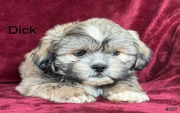 Shih Tzu dogs for sale: Dick - Image 10