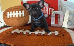 French Bulldog dogs for sale: Jack - Image 9