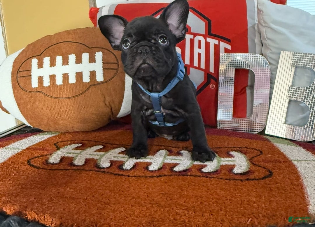 French Bulldog dogs for sale: Jack - Image 9
