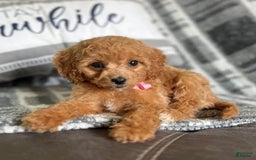 Mini Goldendoodle dogs for sale: Minnie Mini F1b - Image 12