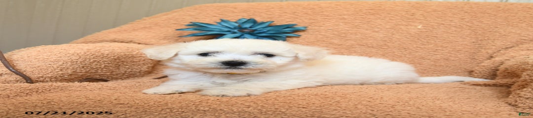 Kevin