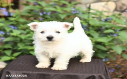 West Highland Terrier dogs for sale: Desiree - Image 3