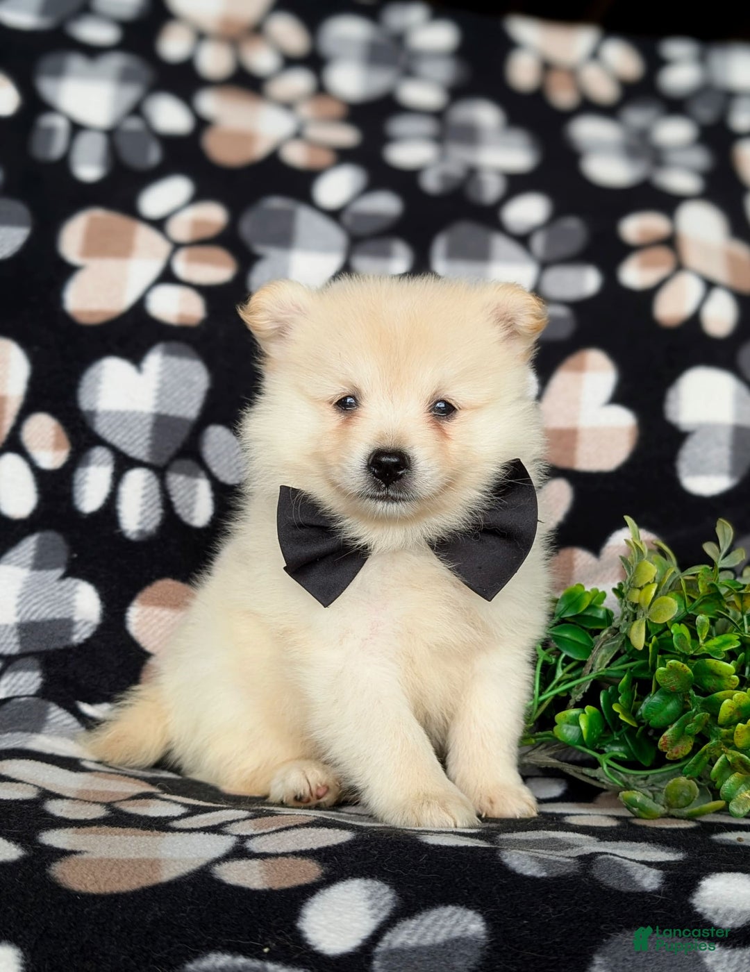 Pomeranian dogs for sale: Keifer - Image 5