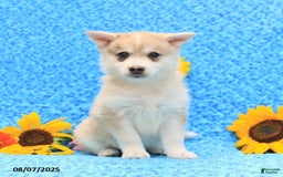 Pomsky dogs for sale: Marshmallow - Image 1