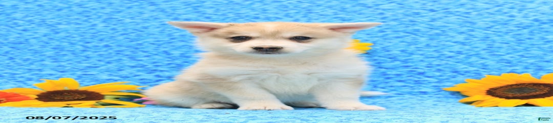Marshmallow