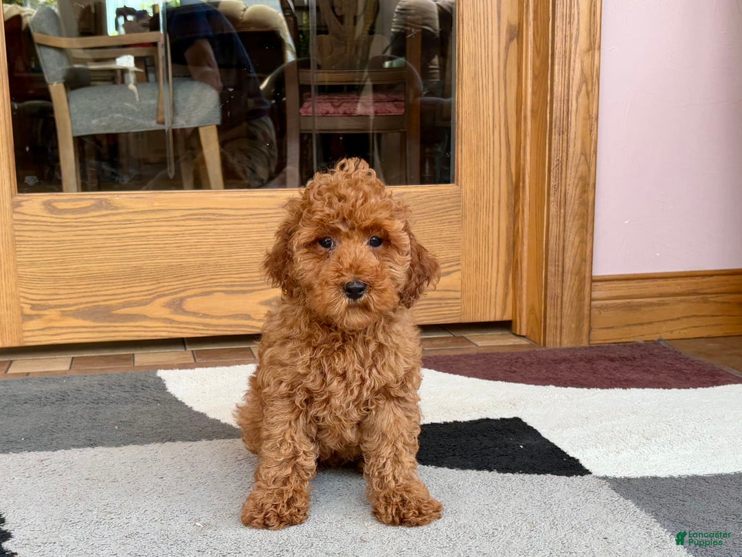 Cockapoo dogs for sale: Curtis - Image 3