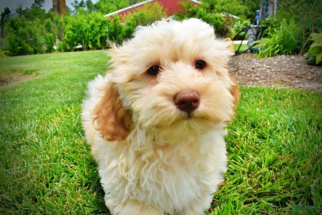 Havapoo dogs for sale: Reggie - Image 9