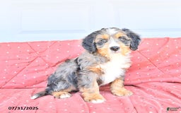 Miniature Bernese Mountain Dog dogs for sale: Leo - Image 6