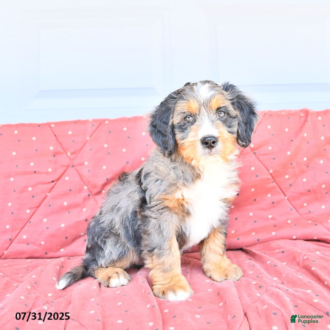 Miniature Bernese Mountain Dog dogs for sale: Leo - Image 6