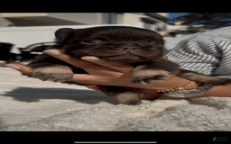 French Bulldog dogs for sale: Baby Ruth The Fluffy - Image 3