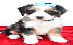Mini Bernedoodle dogs for sale: Mini Bernedoodle 5 puppies - Image 20