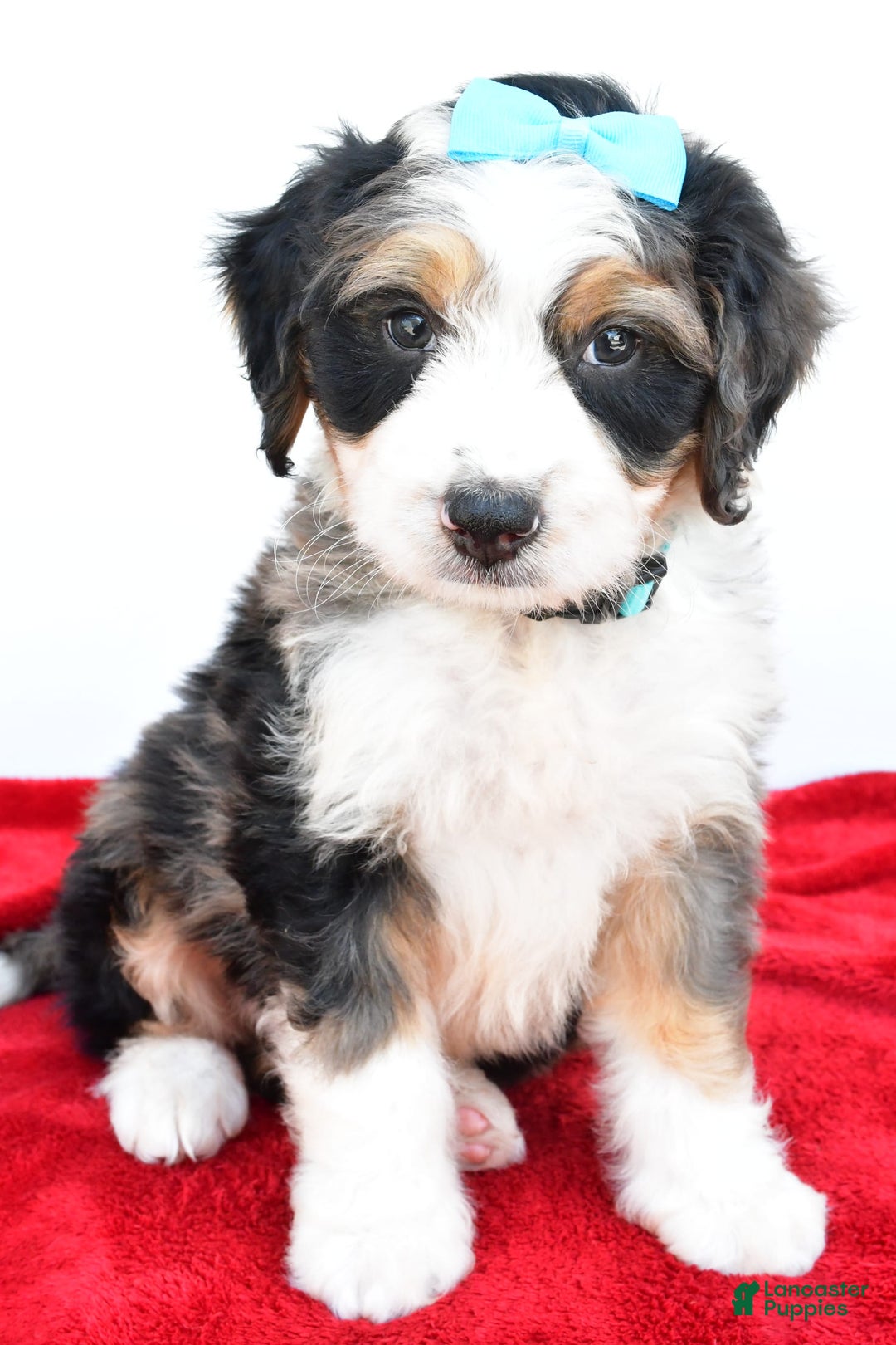 Mini Bernedoodle dogs for sale: Mini Bernedoodle 5 puppies - Image 20