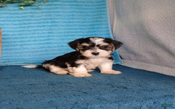Havanese dogs for sale: Ace - Image 3