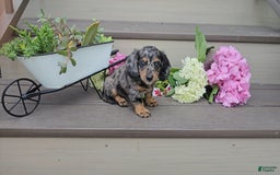 Miniature Dachshund dogs for sale: Flint - Image 4