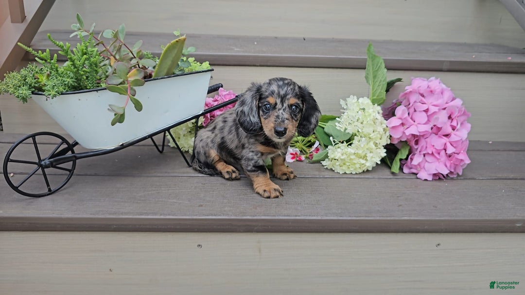 Miniature Dachshund dogs for sale: Flint - Image 4