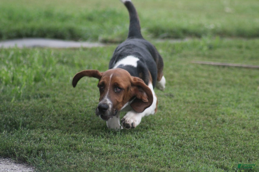 Basset Hound dogs for sale: FAY - Image 2