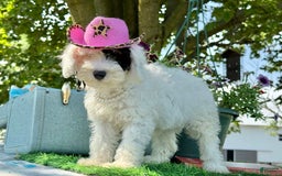 Toy Poodle dogs for sale: Doughy - Image 3