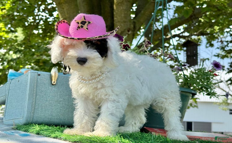 Toy Poodle dogs for sale - Ad 2