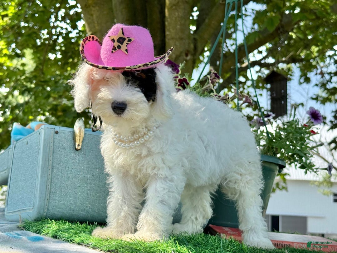 Toy Poodle dogs for sale: Doughy - Image 3