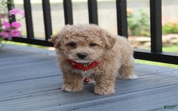 Bichpoo dogs for sale: Archie - Image 1