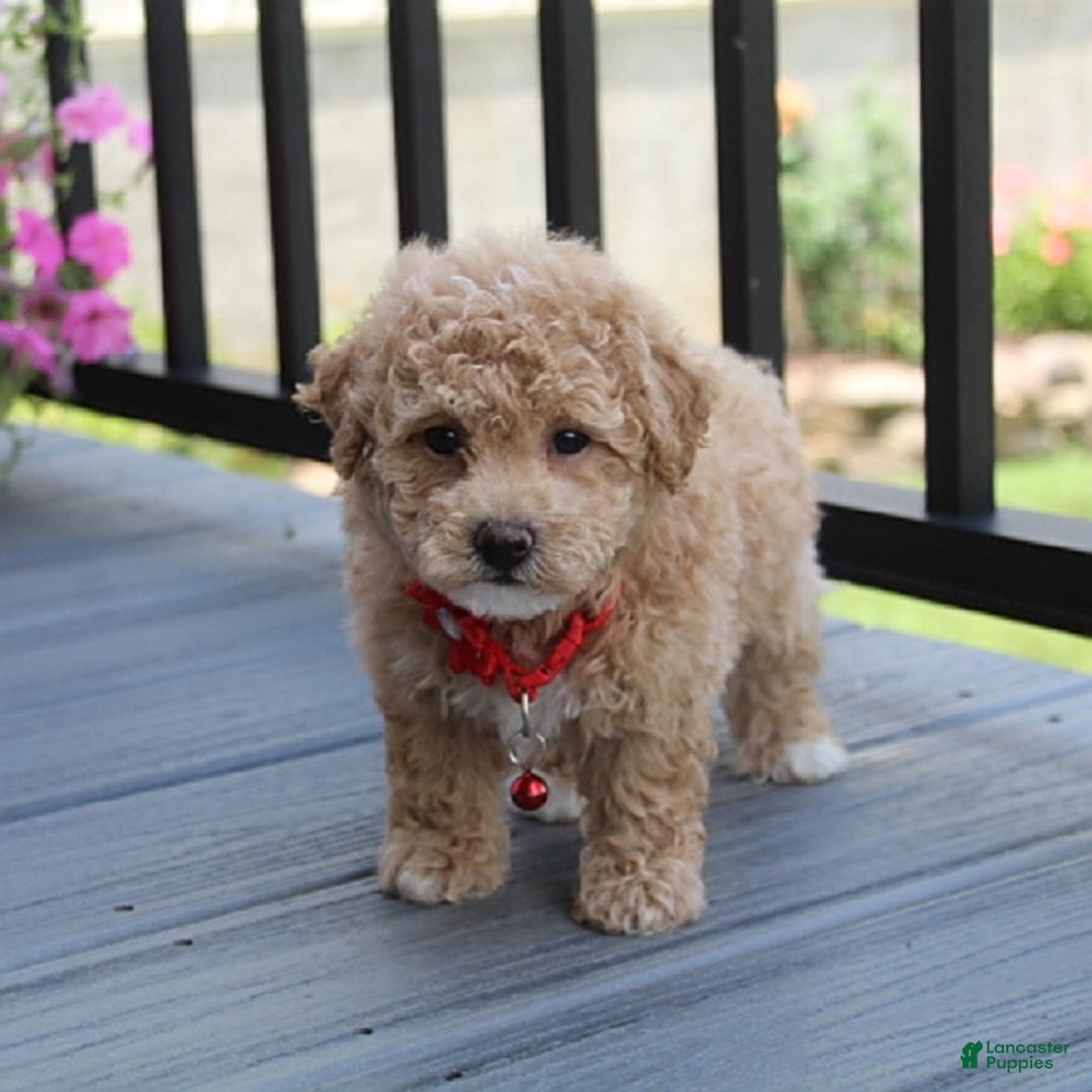 Bichpoo dogs for sale: Archie - Image 1
