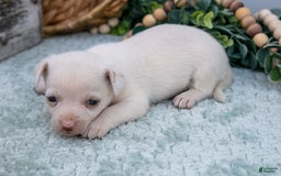Chihuahua dogs for sale: Noah - Image 5
