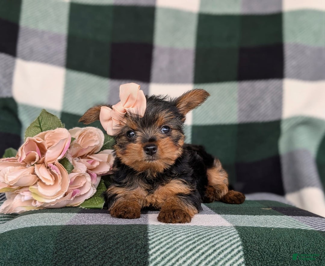 Yorkshire Terrier dogs for sale: Karissa 6 lbs Full Grown - Image 3