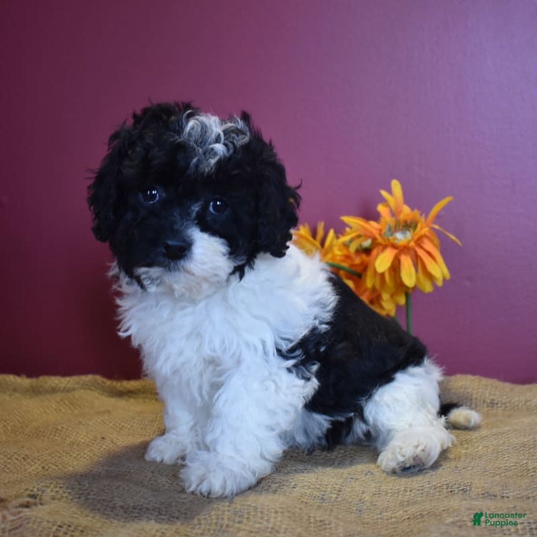 Cavapoo dogs for sale: Jasmine - Image 12