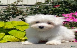 Coton De Tulear dogs for sale: Cookie - Image 3