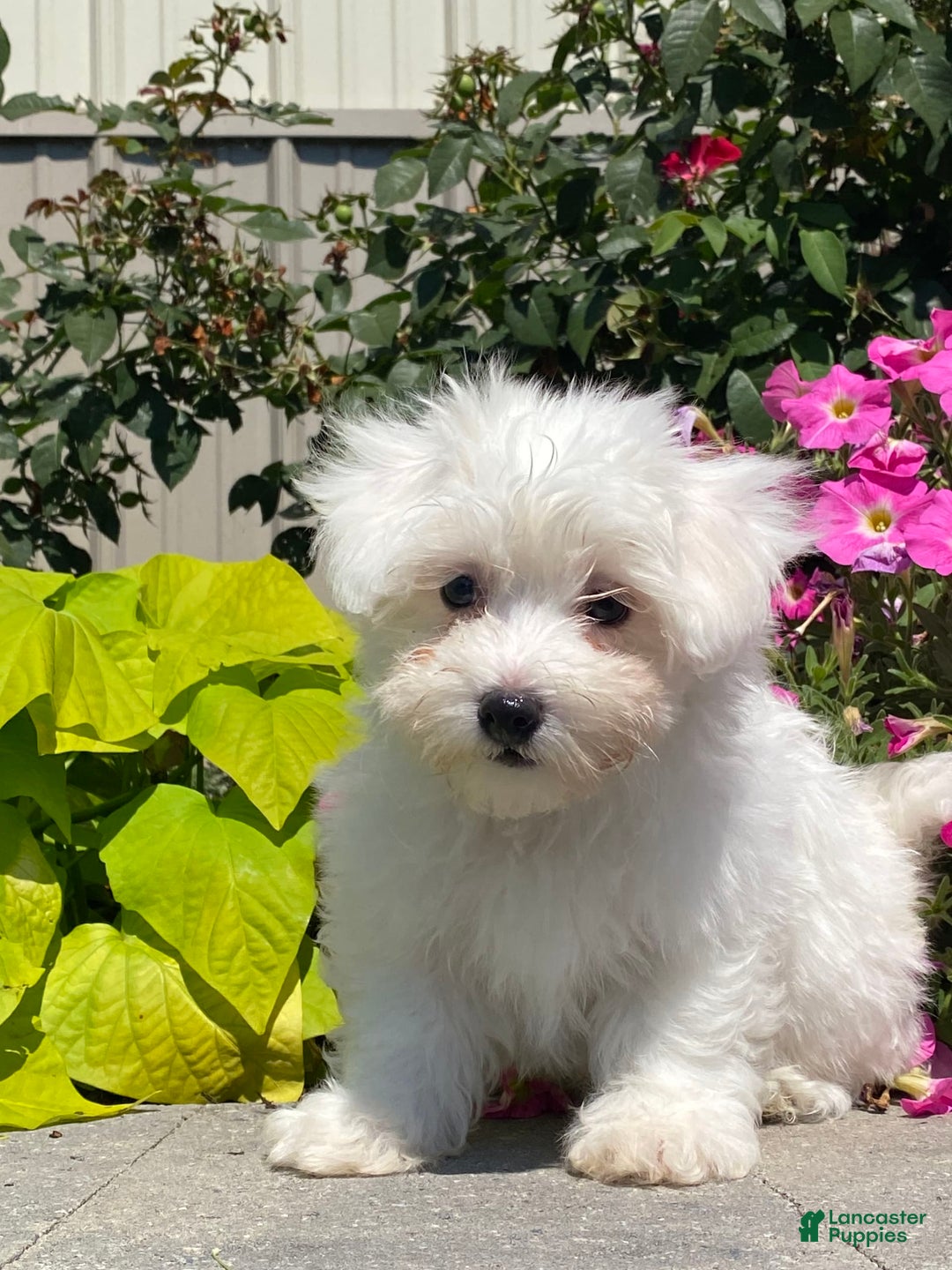 Coton De Tulear dogs for sale: Cookie - Image 3