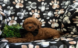 Miniature Poodle dogs for sale: Kollin - Image 4