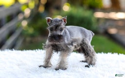 Miniature Schnauzer dogs for sale: Baxter - Image 6