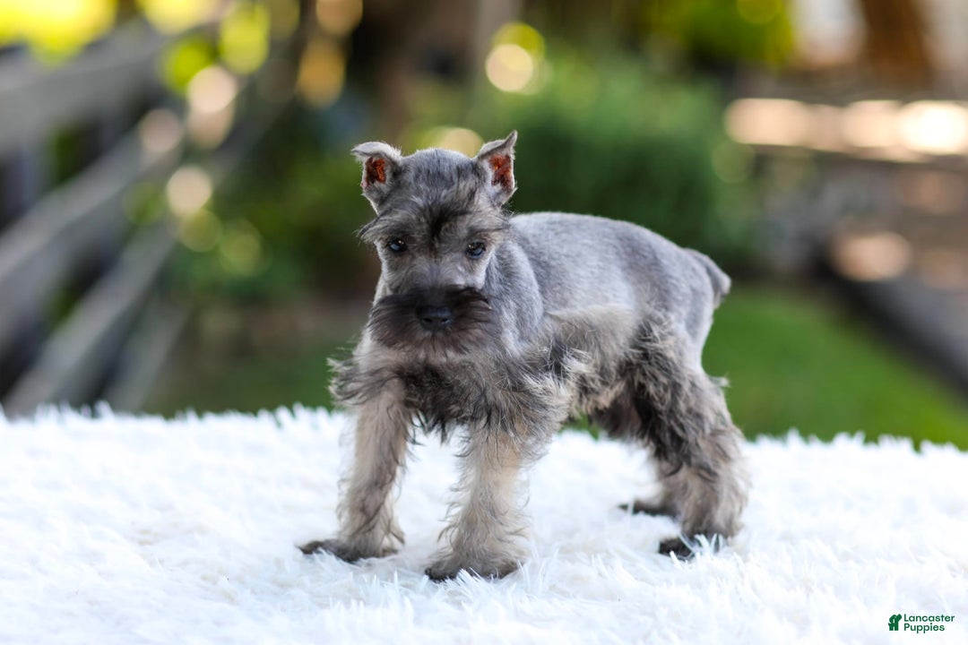 Miniature Schnauzer dogs for sale: Baxter - Image 6