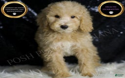 Mini Goldendoodle dogs for sale: Chevy - Image 1
