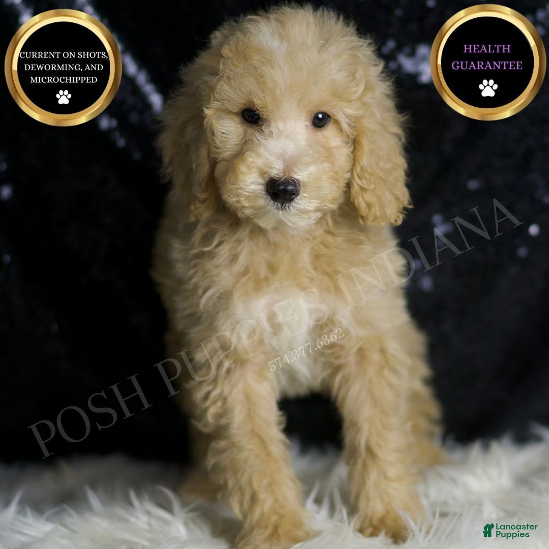 Mini Goldendoodle dogs for sale: Chevy - Image 1