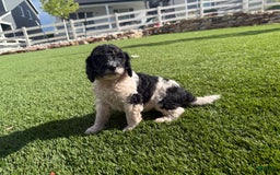 Bernedoodle dogs for sale: 11 - Image 2