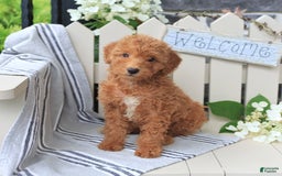 Miniature Poodle dogs for sale: Millie - Image 5
