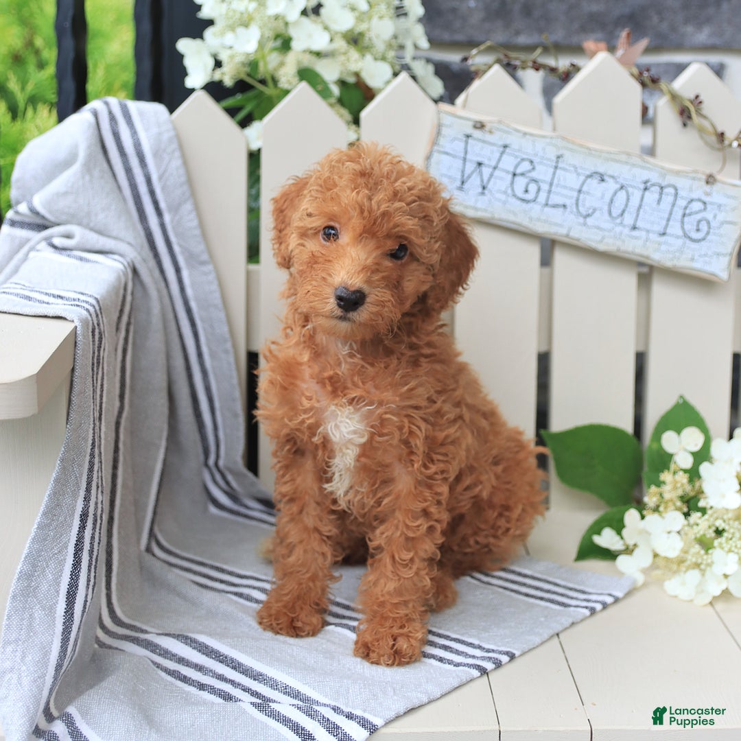 Miniature Poodle dogs for sale: Millie - Image 5