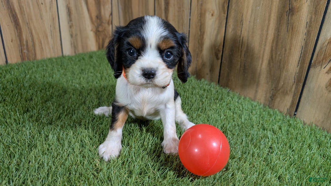Cavalier King Charles Spaniel dogs for sale: Stardust Girl 2 - Image 1