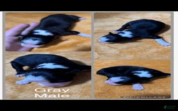 Australian Shepherd dogs for sale: Gray Collar M - Image 1