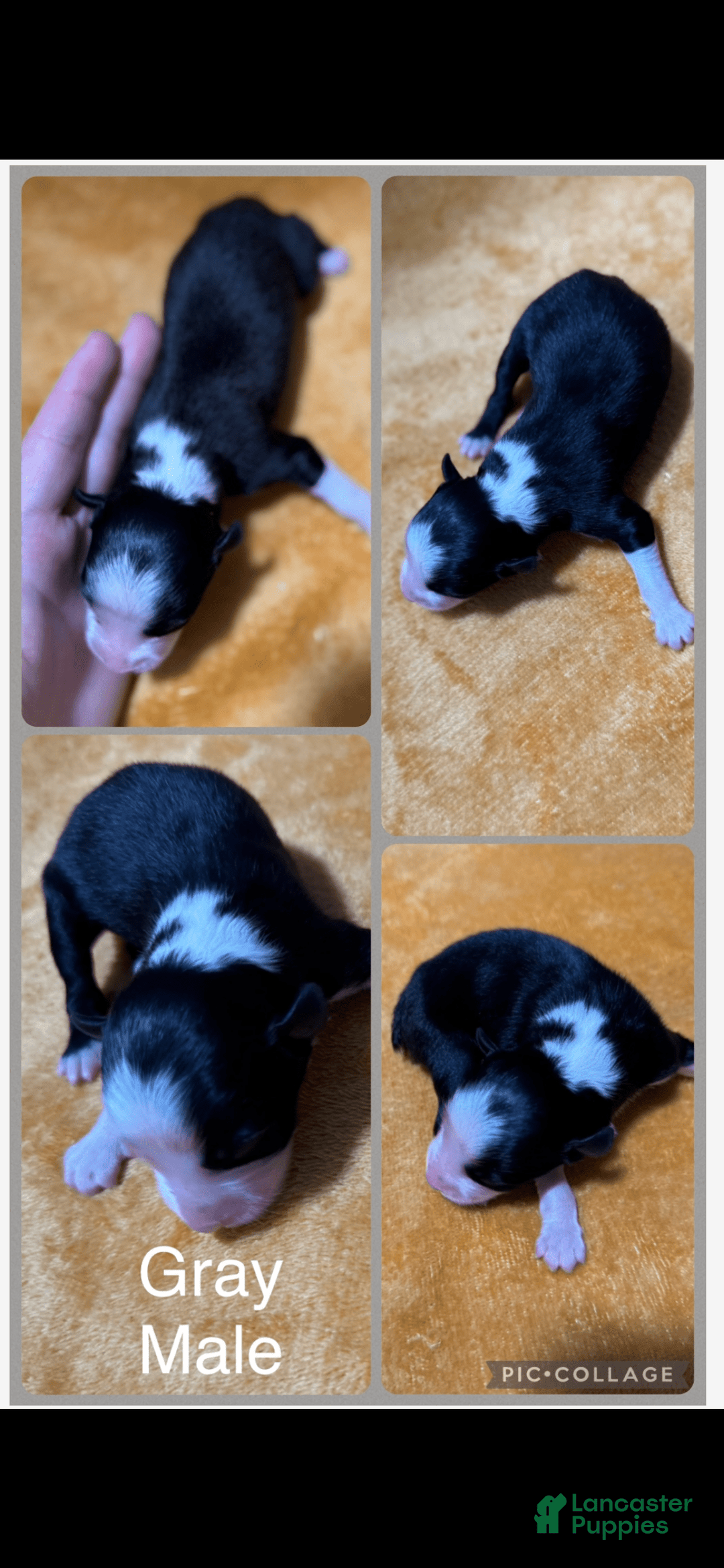 Australian Shepherd dogs for sale: Gray Collar M - Image 1