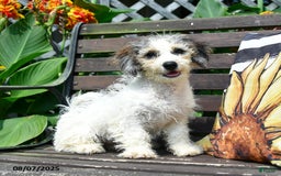 Mini Bernedoodle dogs for sale: Maggie - Image 5