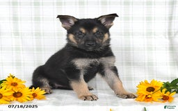German Shepherd dogs for sale: Krista - Image 5