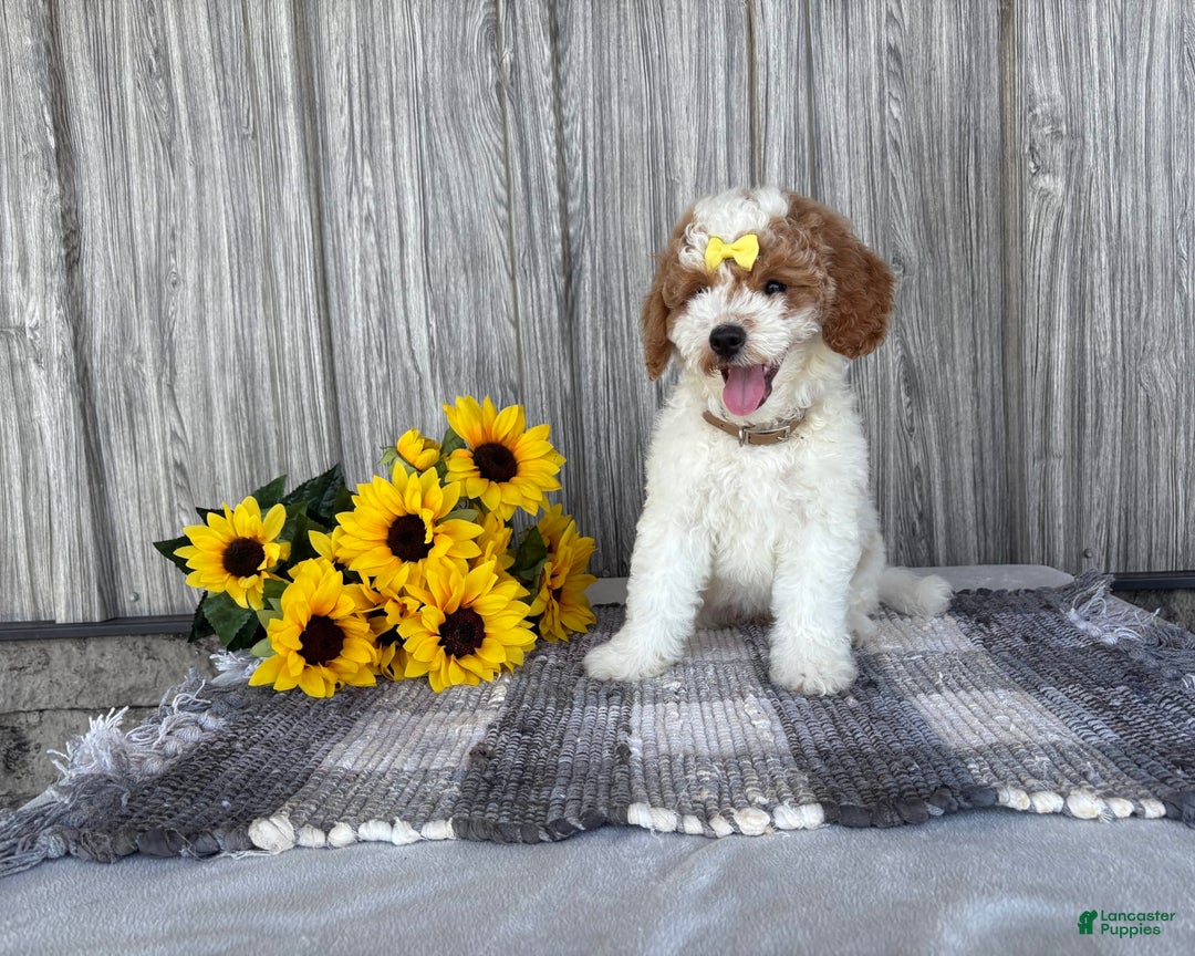 Mini Goldendoodle dogs for sale: Darla - Image 4