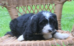 Mini Bernedoodle dogs for sale: Sally - Image 5